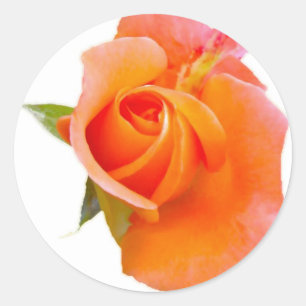 Orange Rose Stikers Runder Aufkleber