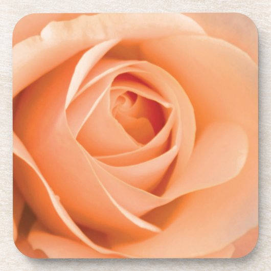 Orange Rose Untersetzer (Vorderseite)