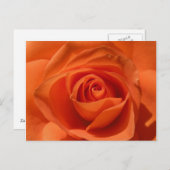 Orange Rosen-Foto-Postkarte Postkarte (Vorne/Hinten)