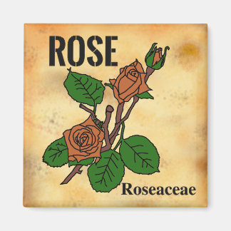 Orange-Rosen-Linienkunst im Stil von gealtertem Pa Magnet