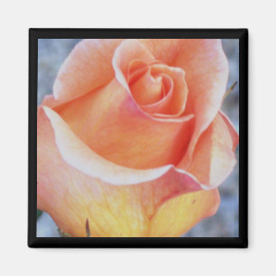 orange Rosenmagnet Magnet