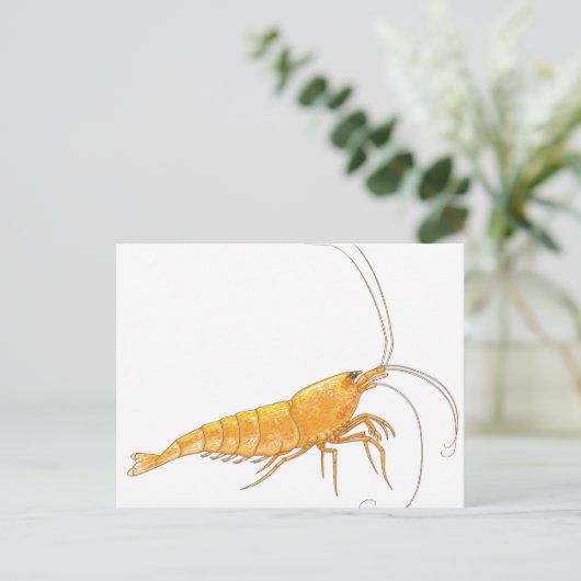 Orange Sakura Shrimp Postkarte (Stehend Vorderseite)