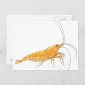 Orange Sakura Shrimp Postkarte (Vorne/Hinten)