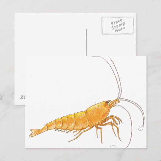 Orange Sakura Shrimp Postkarte (Vorne/Hinten)