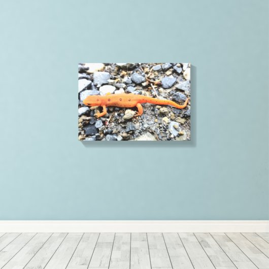 Orange Salamander Leinwanddruck (Insitu (Holzboden))
