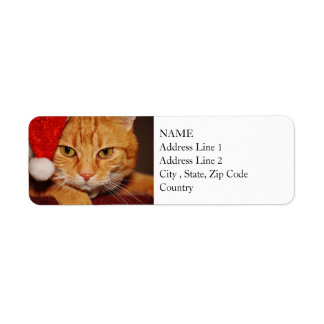 Orange Santa Kitty: Frohe Weihnachten von der Katz