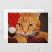 Orange Santa Kitty: Frohe Weihnachten von der Katz (Vorne/Hinten)