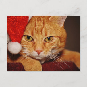 Orange Santa Kitty: Frohe Weihnachten von der Katz