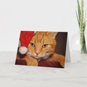 Orange Santa Kitty: Frohe Weihnachten von der Katz