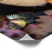 Orange Sea Pen mit Quillback Rockfish Feine Kunst Poster (Ecke)