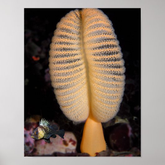 Orange Sea Pen mit Quillback Rockfish Feine Kunst Poster (Vorne)