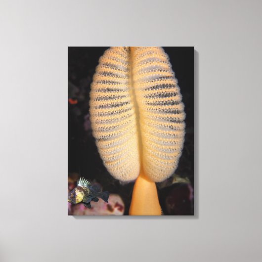 Orange Sea Pen mit Quillback Rockfish Leinwand (Vorderseite)