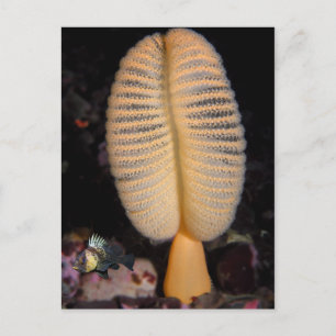 Orange Sea Pen mit Quillback Rockfish Postkarte