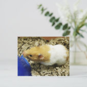 Orange Shelter Hamster Postkarten (Stehend Vorderseite)