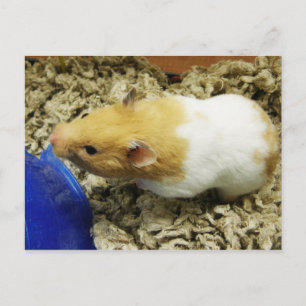 Orange Shelter Hamster Postkarten