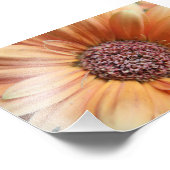 Orange Sherbet Daisy Fotodruck (Ecke)