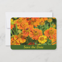 Orange Sneezewort Blumengarten Überraschung Geburt Save The Date