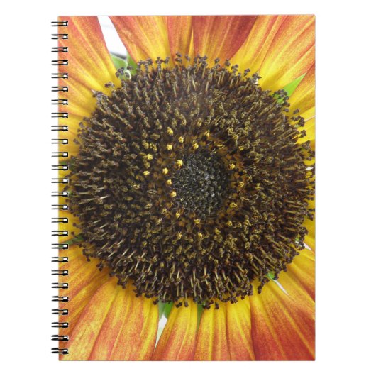 Orange-Sonnenblumen-Notebook Notizblock (Vorderseite)