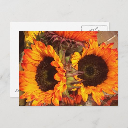 Orange Sonnenblumen Postkarte (Vorne/Hinten)
