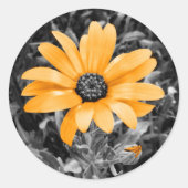 Orange Spring Daisy Fotografie auf Monochrome Runder Aufkleber (Vorderseite)