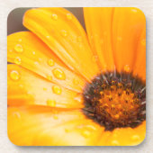 Orange Spring Flash African Daisy Nah Up Foto Getränkeuntersetzer (Vorderseite)