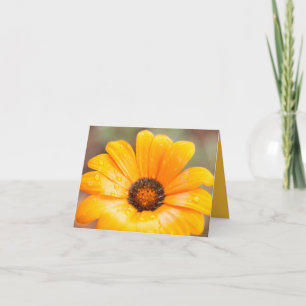 Orange Spring Flash African Daisy Nah Up Foto Karte
