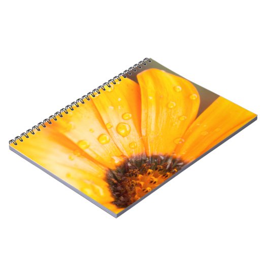 Orange Spring Flash African Daisy Nah-Up Foto Notizblock (Linke Seite)