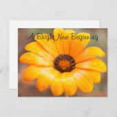 Orange Spring Flash Daisy Nah-Up Foto kundenspezif Postkarte (Vorne/Hinten)