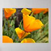 Orange Spring Flowers Poster (Vorne)