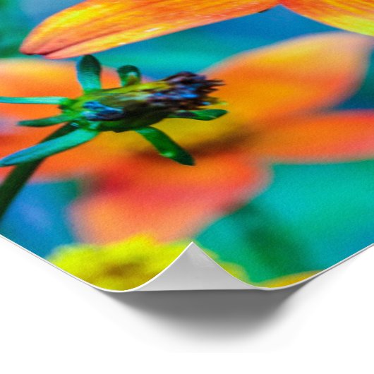 Orange Star Blume Poster (Ecke)