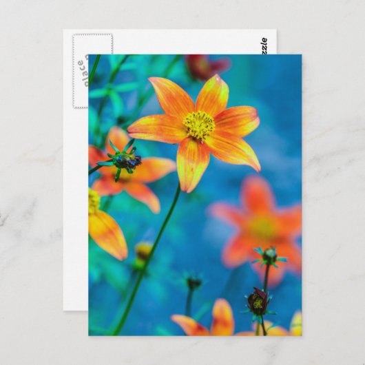 Orange Star Blume Postkarte (Vorne/Hinten)