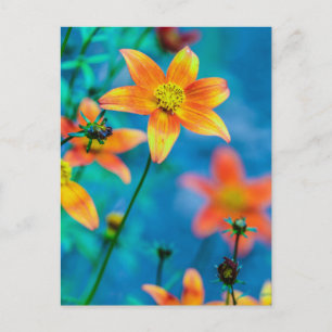 Orange Star Blume Postkarte