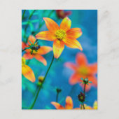 Orange Star Blume Postkarte (Vorderseite)