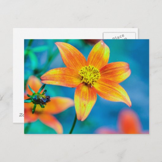 Orange Star Flower Postkarte (Vorne/Hinten)