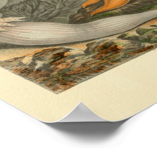 Orange Starfish Seeblick Poster (Ecke)