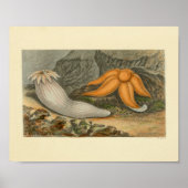 Orange Starfish Seeblick Poster (Vorne)
