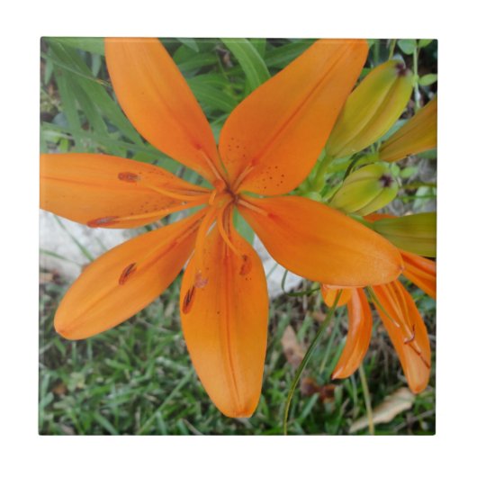 Orange Sternexplosion-Lilie Fliese (Vorderseite)