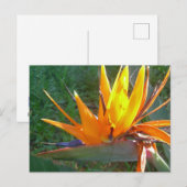 Orange Strelitzia Blume DIY Postkarte (Vorne/Hinten)