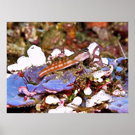 Orange Striped Blenny Poster (Vorne)