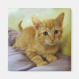 Orange Striped Tabby Kitten Magnet