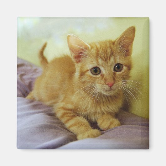 Orange Striped Tabby Kitten Magnet (Vorne)