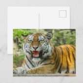 Orange Striped Tiger Postkarte (Vorne/Hinten)