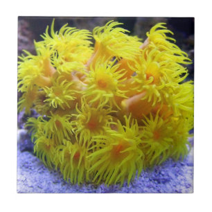 Orange Sun-Koralle Fliese