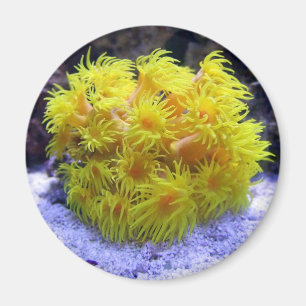 Orange Sun-Koralle Magnet