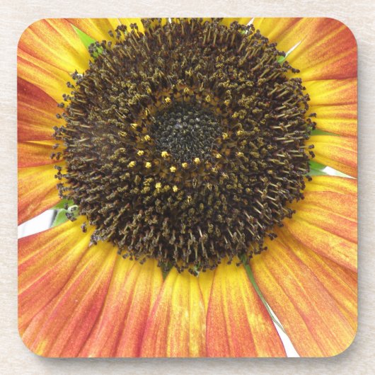 Orange Sunflower Cork Untersetzer (Vorderseite)