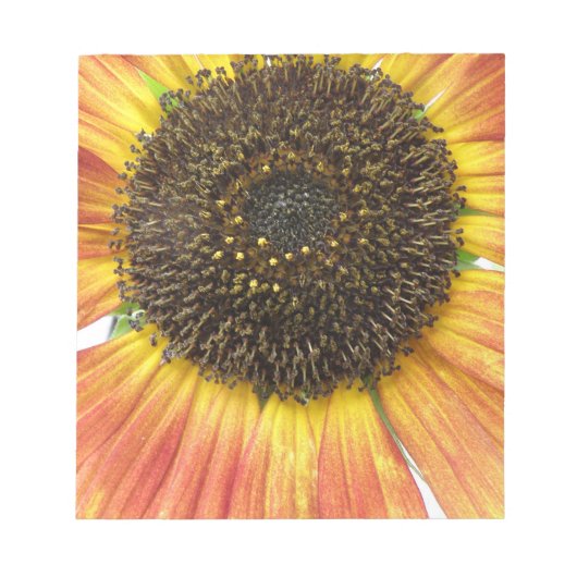 Orange Sunflower Notepad Notizblock (Vorderseite)