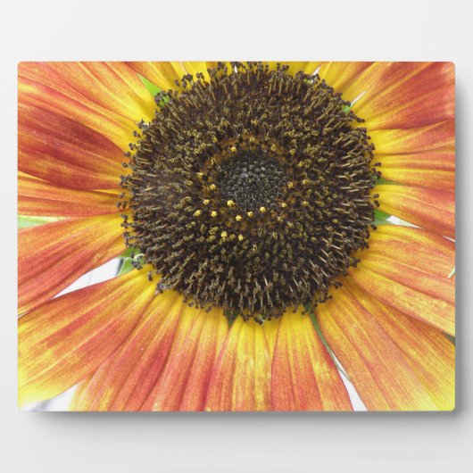 Orange Sunflower Plaque Fotoplatte (Vorderseite)