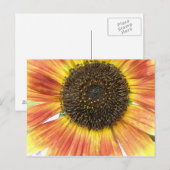Orange Sunflower Postcard Postkarte (Vorne/Hinten)