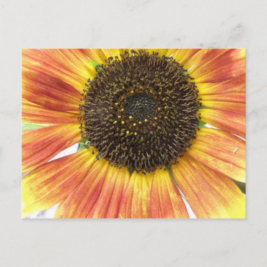 Orange Sunflower Postcard Postkarte (Vorderseite)
