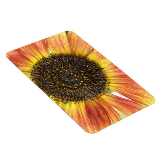 Orange Sunflower Premium Magnet (Rechte Seite)